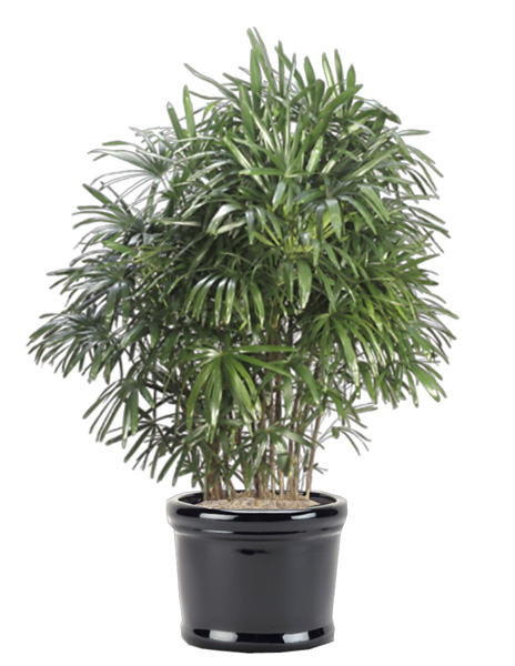 Lady Palms , Aristocratic Lady Palm